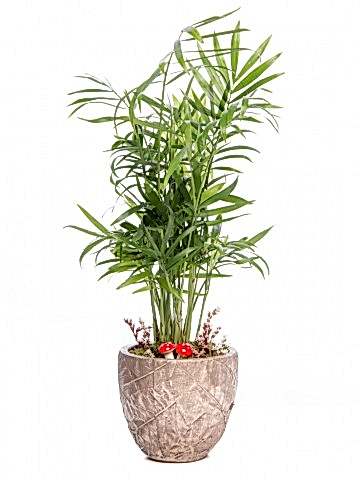 Wood Herba Serisi Chamadora Tasarım Saksı Çiçekleri çiçek gönder