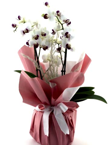 Classy Beyazlı  Orkide Orkideler çiçek gönder