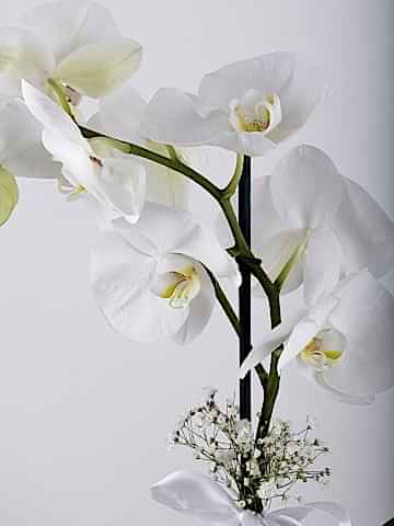 Tek Dallı Beyaz Orkide Çiçeği.. Orkideler çiçek gönder