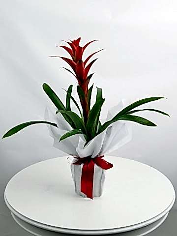 Guzmanya Saksı Bitkisi Saksı Çiçekleri çiçek gönder