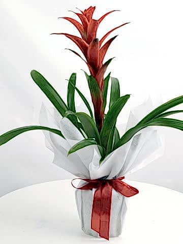 Guzmanya Saksı Bitkisi Saksı Çiçekleri çiçek gönder