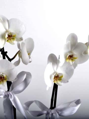 Beyaz 2 Dallı Orkide Çiçeği Orkideler çiçek gönder