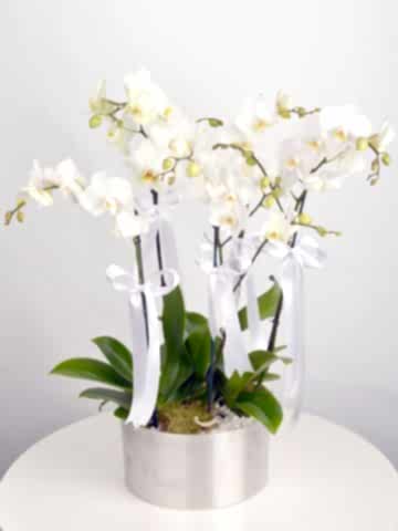 5 Dal Beyaz Orkide  Orkideler çiçek gönder