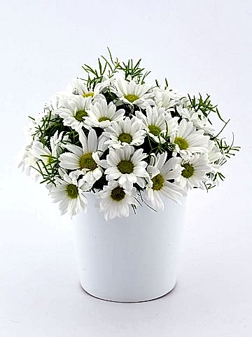 Papatya Prensesi Aranjmanlar çiçek gönder