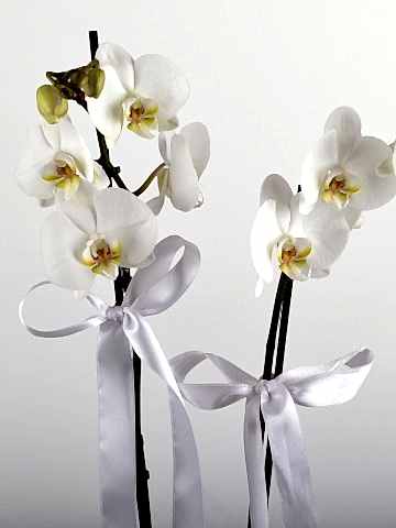 Beyaz 2 Dallı Orkide Çiçeği Orkideler çiçek gönder