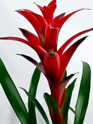 Guzmanya Saksı Bitkisi Saksı Çiçekleri çiçek gönder