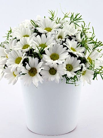 Papatya Prensesi Aranjmanlar çiçek gönder