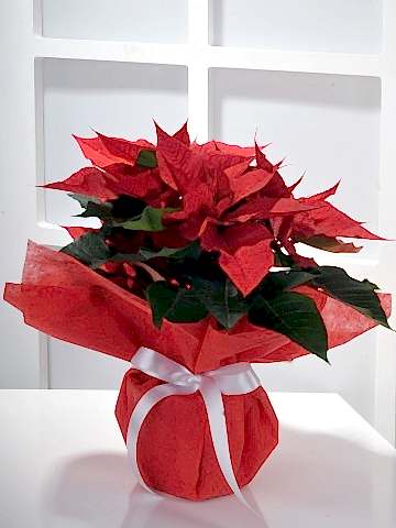 Puansetya Saksı Çiçeği Saksı Çiçekleri çiçek gönder