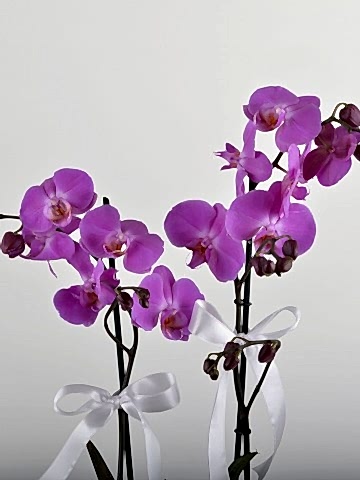 Çift Dallı Fuşya Orkide Arajmanı Orkideler çiçek gönder