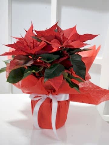 Puansetya Saksı Çiçeği Saksı Çiçekleri çiçek gönder