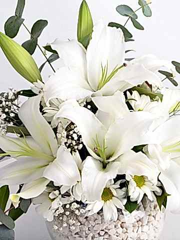 Lilyum Zarafeti. Aranjmanlar çiçek gönder