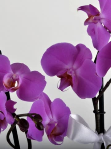 Paketli Mor Orkide Orkideler çiçek gönder