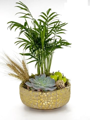 Dağ Palmiyesi ve Ekeberya Bitki Aranjmanı. Saksı Çiçekleri çiçek gönder