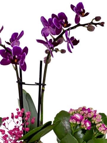 Renkli Trio Plus Serisi Kalanchoe ve Mini Orkide Orkideler çiçek gönder